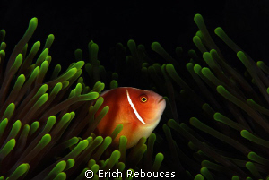 Pink anemonefish ;) by Erich Reboucas 